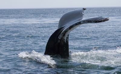 whale on cruise to Canada