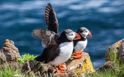 Iceland puffins